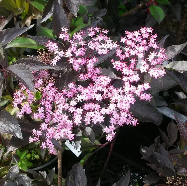 Mustaselja Black Beauty - Koristepensaat - 46604 - 1