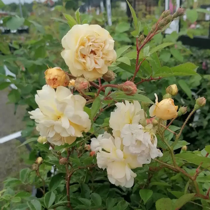 Myskiruusu Ghislaine de Feligonde - Köynnösruusut - 30834 - 1