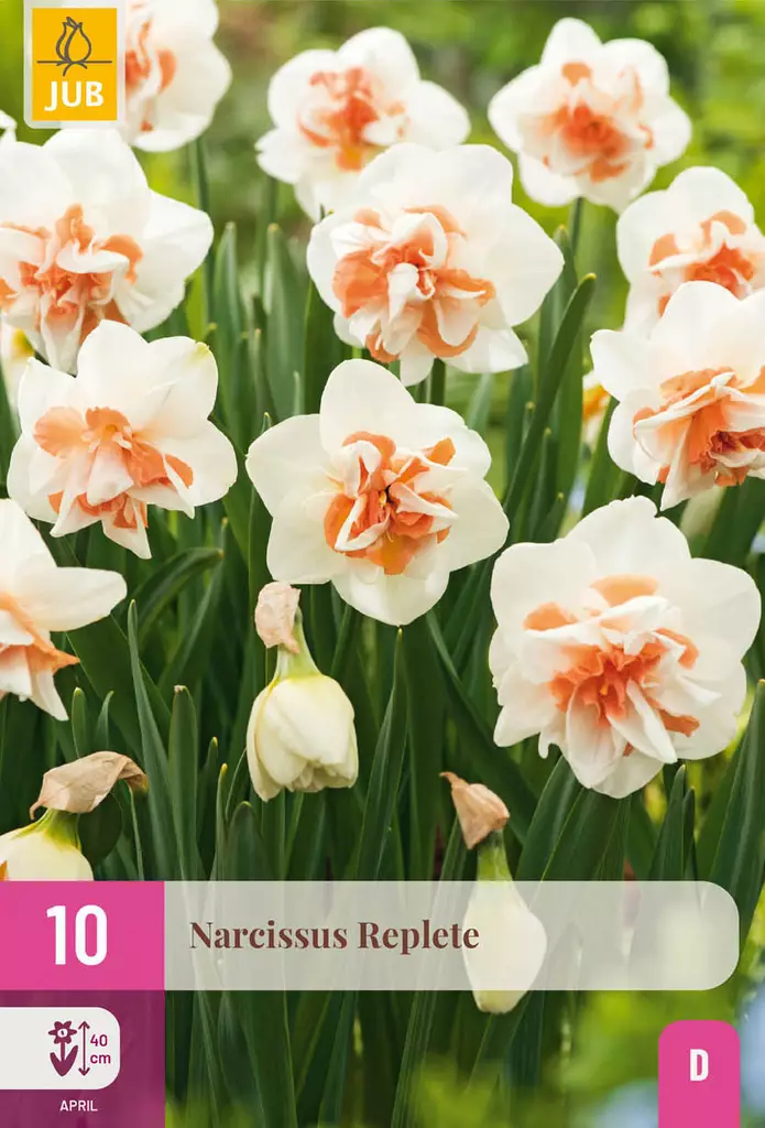 Narsissi Replete 10 kpl/pkt - Narsissit - 8712438998164 - 1