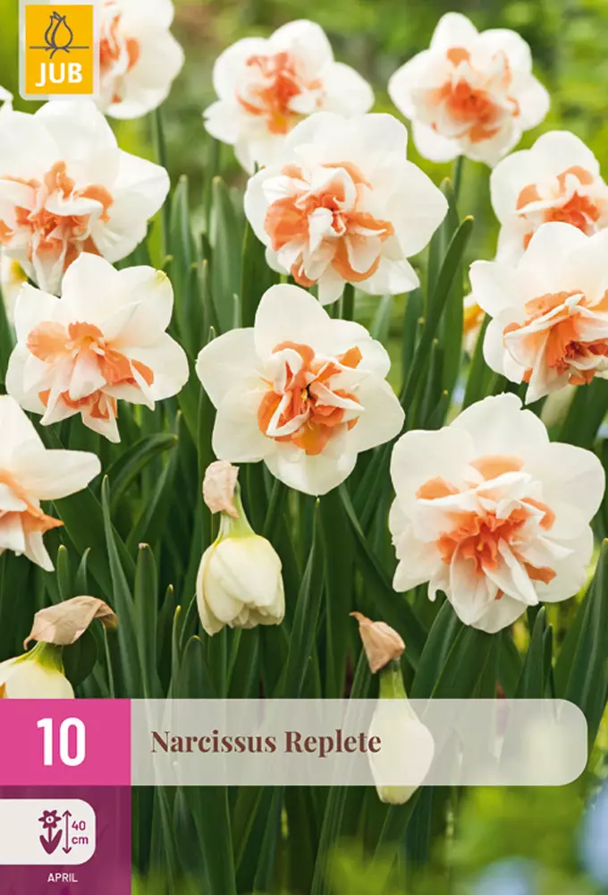 Narsissi Replete 10 kpl/pkt - Narsissit - 8712438998164 - 1