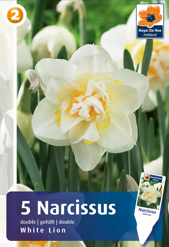Narsissi White Lion 5 kpl/pkt - Narsissit - 8711148314554 - 1