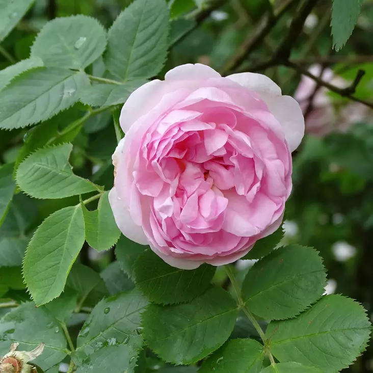 Neidonruusu Celestial - Puistoruusut - 2314 - 1