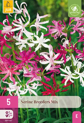 Nerine Breeders Mix 5 kpl/pkt -  - 8712438642494 - 1