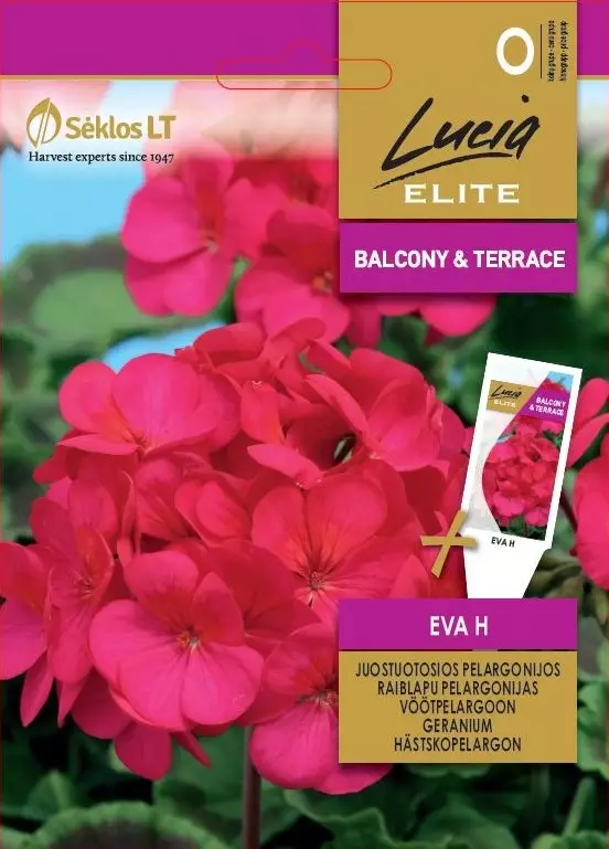PELARGONI ELITE EVA H - Kukkien ja koristeheinien siemenet - 4770168251564 - 0