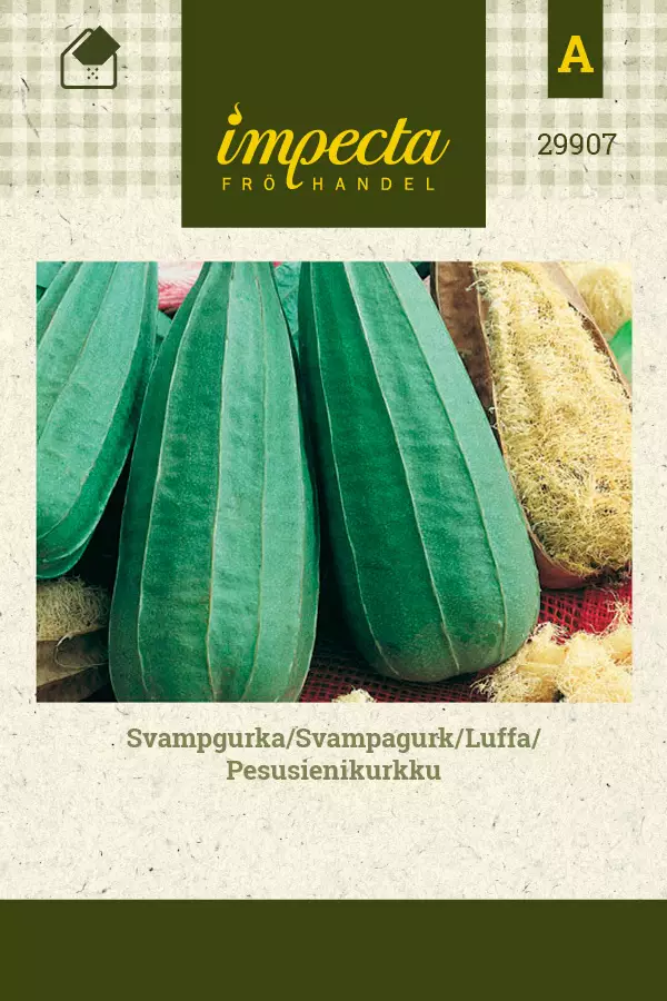 Pesusienikurkku - Kukkien ja koristeheinien siemenet - 7332756299074 - 1