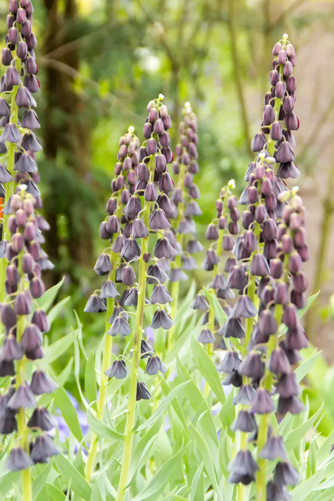 Pikarililja Persica - Kukkasipulit - 8711148315414 - 1