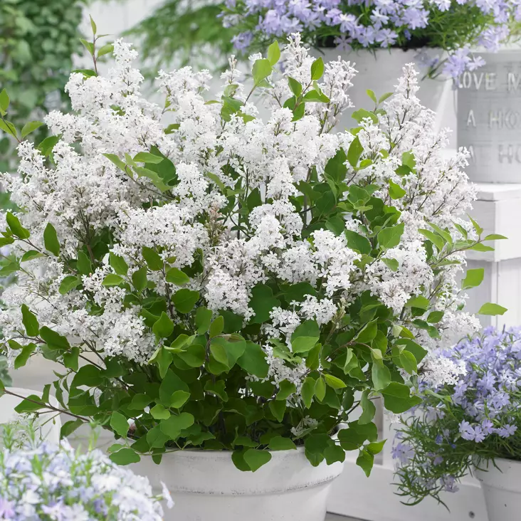 Pikkusyreeni Flowerfesta White - Koristepensaat - 47304 - 1