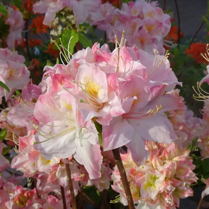 Puistoatsalea Satomi - Alppiruusut ja atsaleat - 35284 - 1