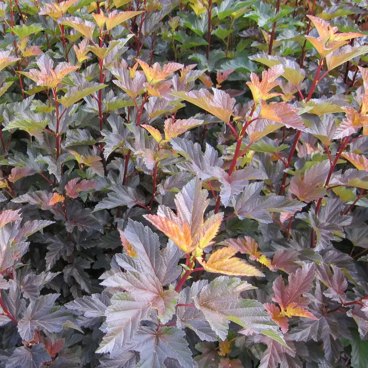 Purppuraheisiangervo Diable d' Or - Koristepensaat - 46064 - 1