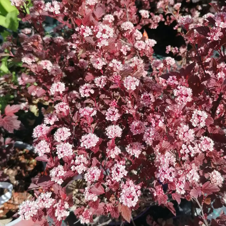 Purppuraheisiangervo Spicy Devil - Koristepensaat - 46074 - 1