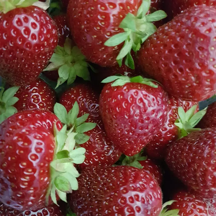 Puutarhamansikka Frida maxi - Mansikat - 21914 - 1