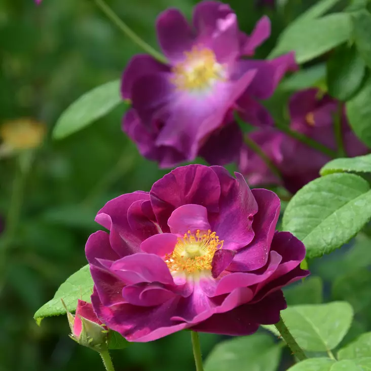 Ranskanruusu Merveille - Puistoruusut - 24914 - 1