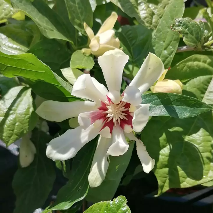 Rosettipensas Venus (kalukkipensas) - Koristepensaat - 45264 - 1