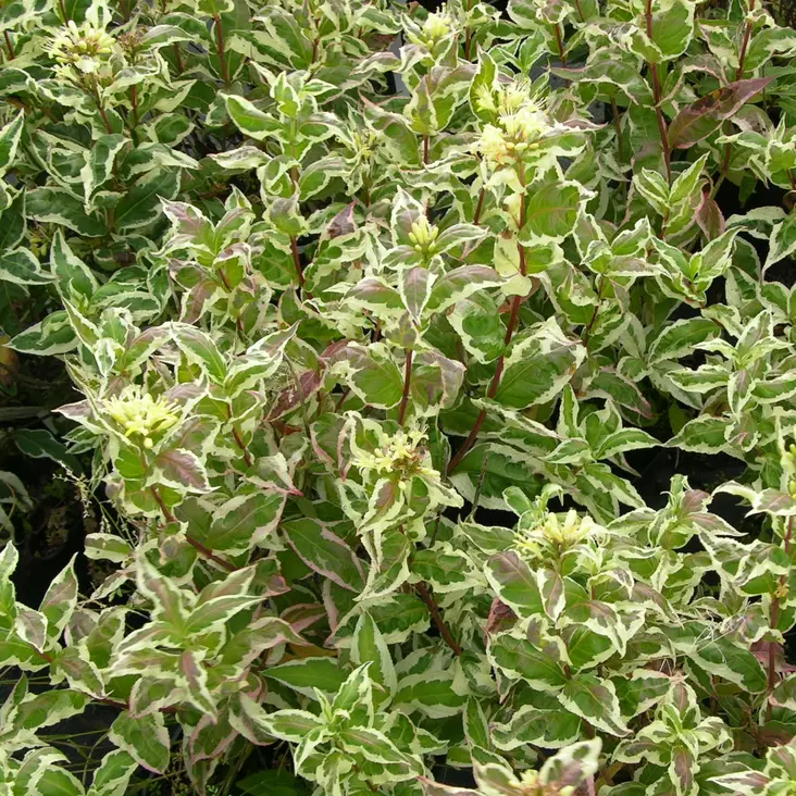 Rusovuohenkuusama Cool Splash - Koristepensaat - 45524 - 1