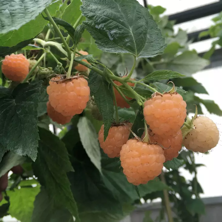 Ruukkuvadelma Patio Orange - Vadelmat - 21564 - 1