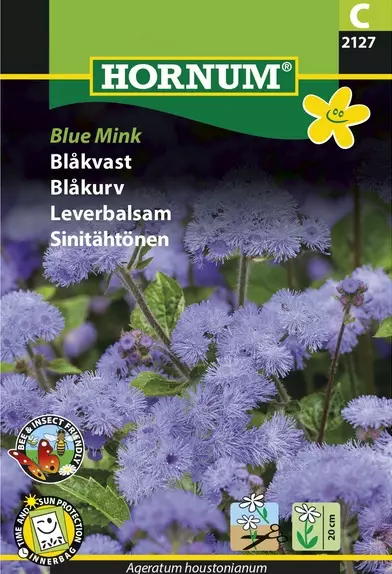 Sinitähtönen Blue Mink - Kukkien ja koristeheinien siemenet - 5708787021274 - 1