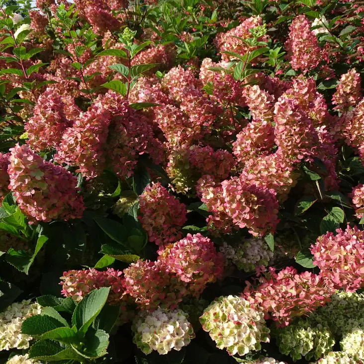 Japaninhortensia Bonfire - Koristepensaat - 45794 - 1