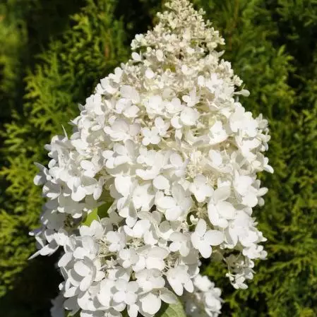 Syyshortensia Grandiflora - Koristepensaat - 4574 - 1