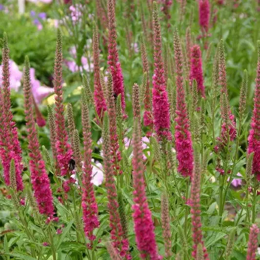 Tähkätädyke Rotfuchs - Perennat - 75834 - 1