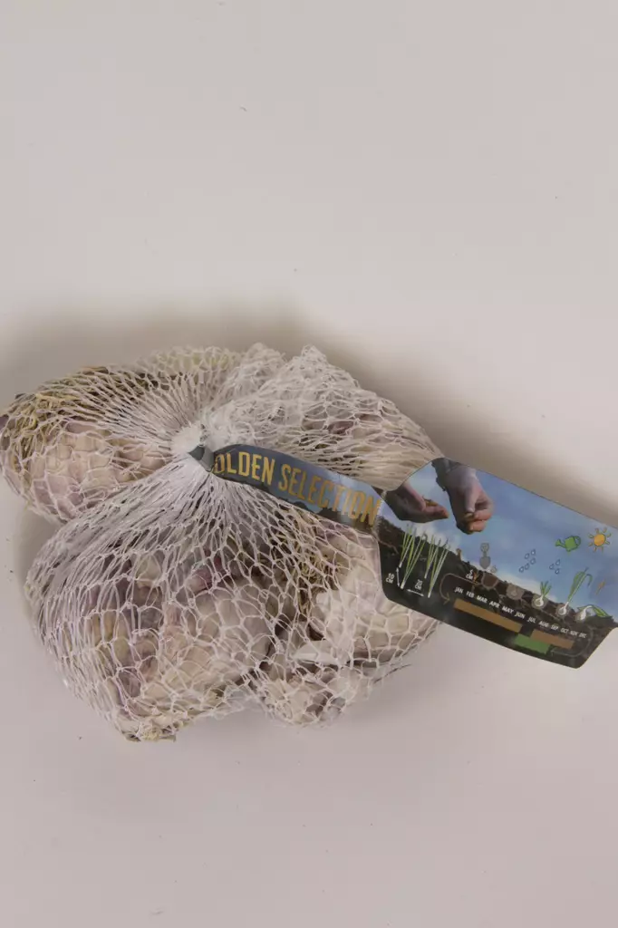 Talvivalkosipulit Germidour 250 G 50/60 - Ruokasipulit - 8711988485274 - 3