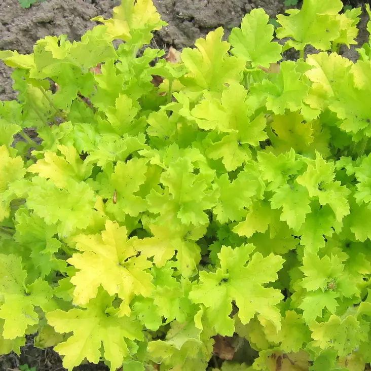 Tarhakeijunkukka Lime Marmalade - Perennat - 72584 - 1