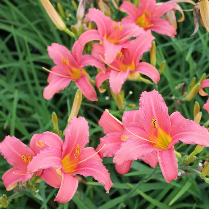 Tarhapäivänlilja Pink Damask - Perennat - 72424 - 1