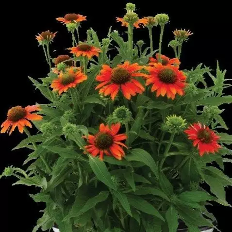 Tarhapunahattu Lakota Orange - Perennat - 71974 - 1