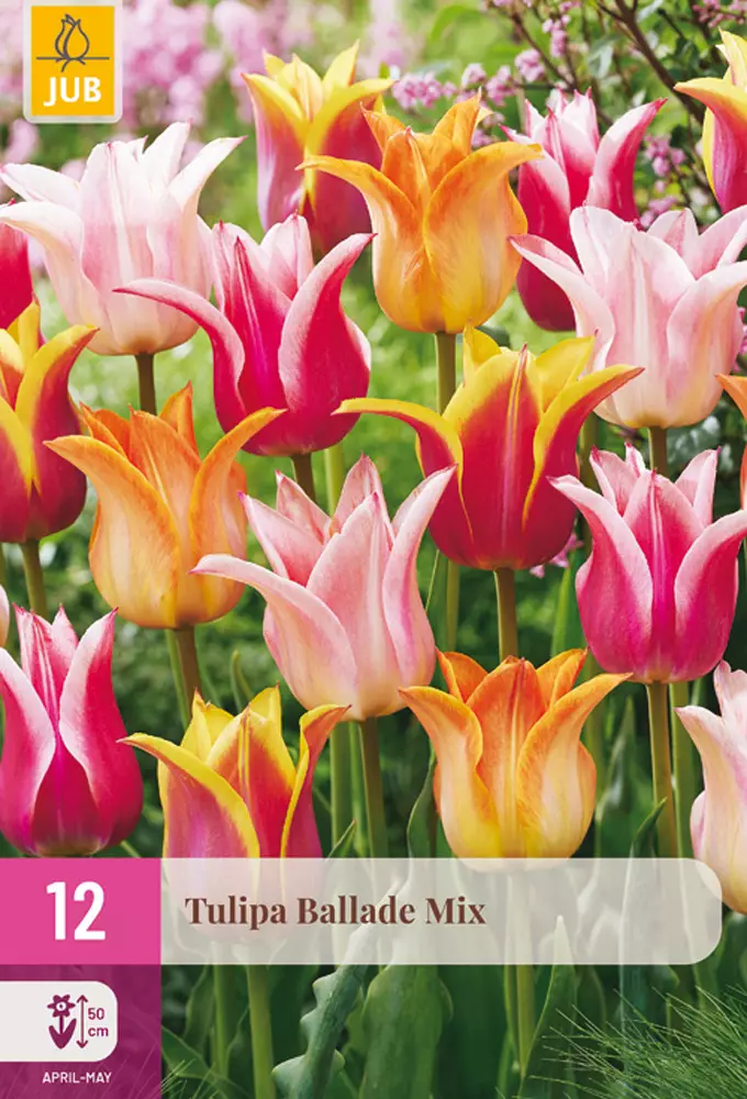 Tulppaani Ballade Mix 12 kpl/pkt - Tulppaanit - 8720873008904 - 1