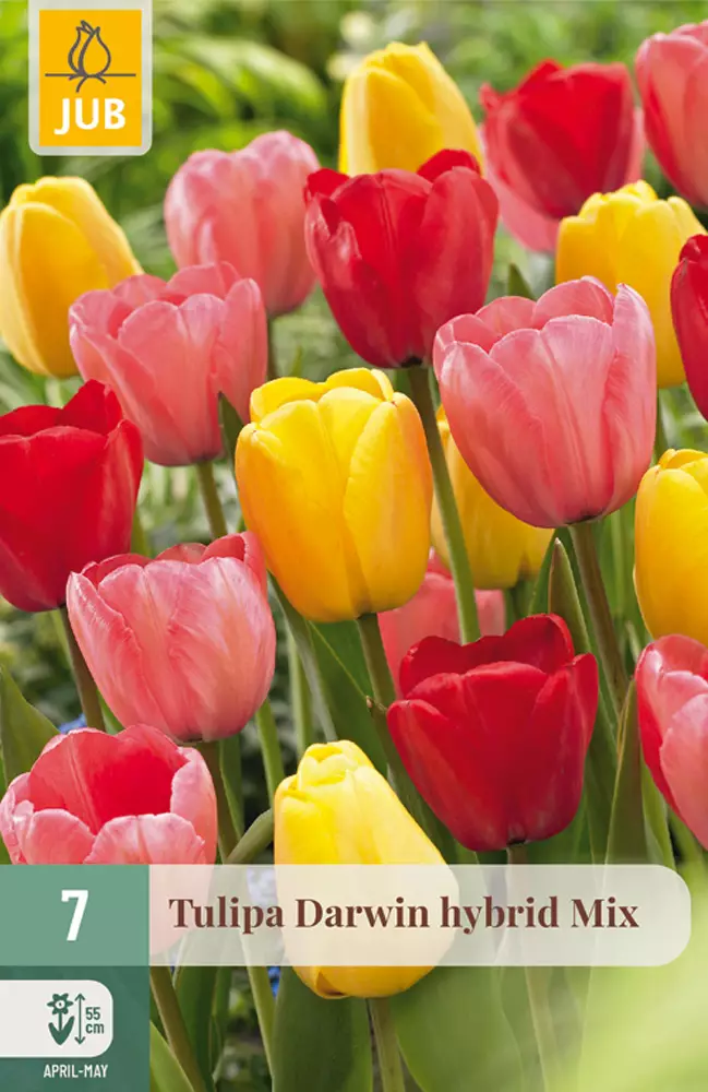 Tulppaani Darwin hybrid mix7 kpl/pkt - Tulppaanit - 8712438982484 - 1