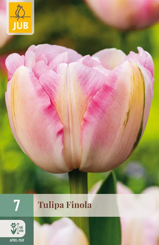 Tulppaani Finola 7 kpl/pkt - Tulppaanit - 8712438982514 - 1