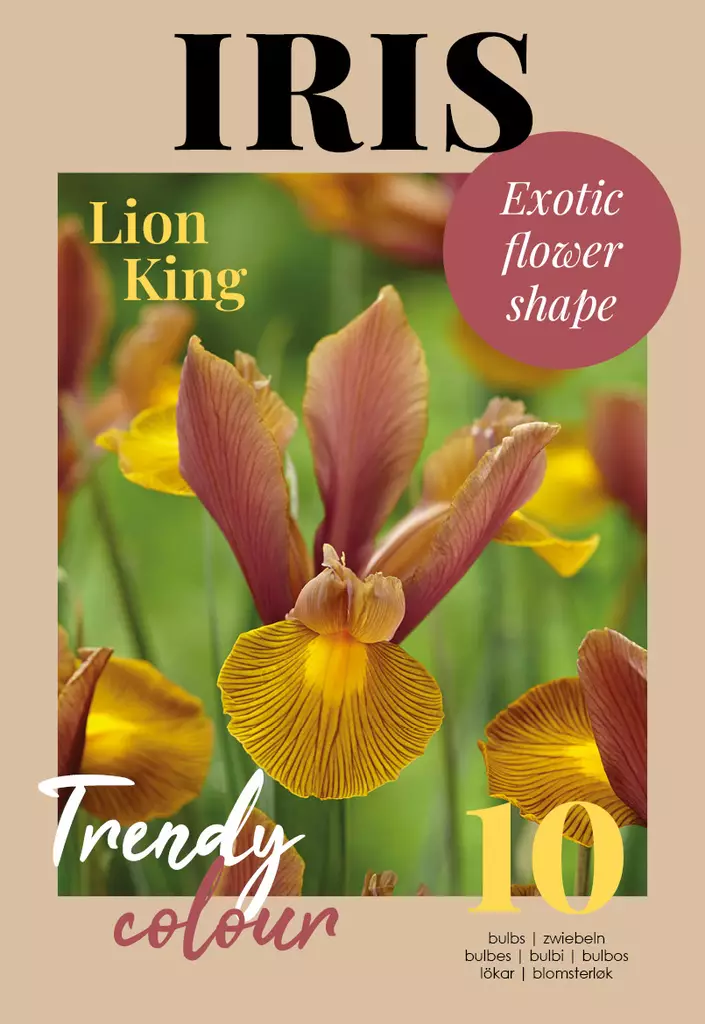Tulppaani Lion King 10 kpl/pkt - Tulppaanit - 8711148308294 - 1