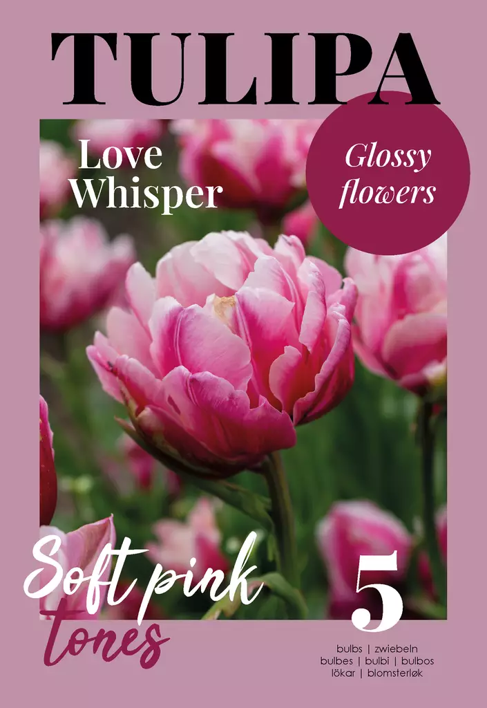 Tulppaani Love Whisper 5 kpl/pkt - Tulppaanit - 8711148502494 - 1