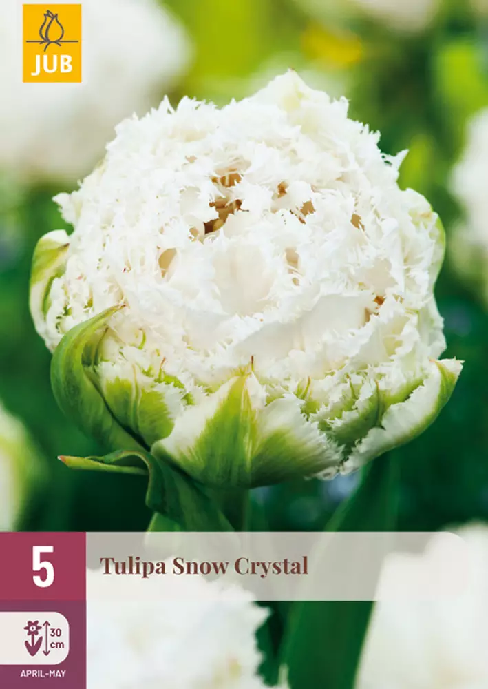 Tulppaani Snow Chrystal 5 kpl/pkt - Kukkasipulit - 8712438526824 - 1