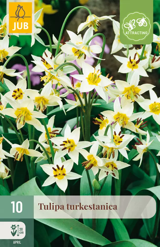Tulppaani Turkestanica 10 kpl/pkt - Kukkasipulit - 8712438989544 - 1
