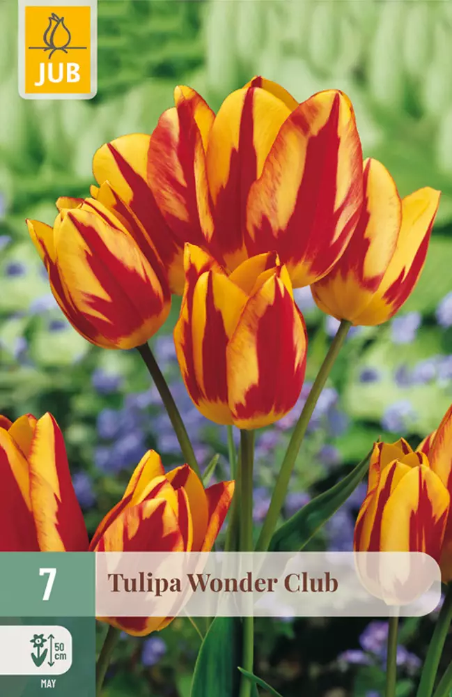 Tulppaani Wonder Club 7 kpl/pkt - Tulppaanit - 8712438509674 - 1