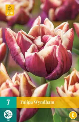 Tulppaani Wyndham 7 kpl/pkt - Tulppaanit - 8712438975004 - 1