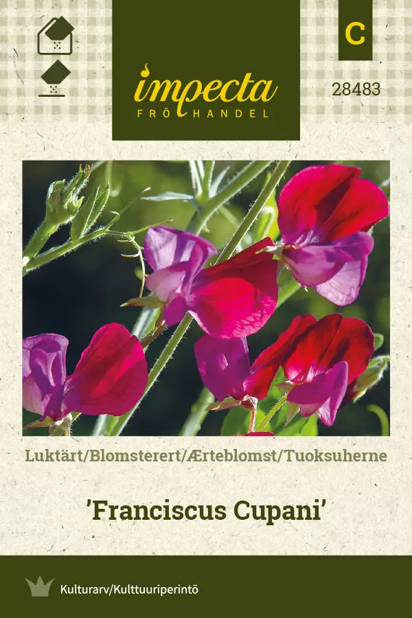 Tuoksuherne Franciscus Cupani - Kukkien ja koristeheinien siemenet - 7332756284834 - 0
