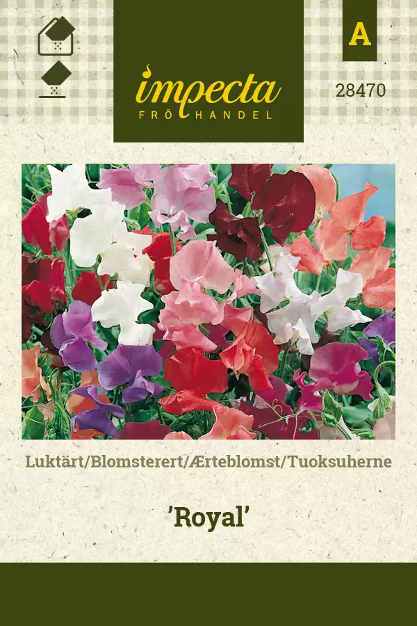 Tuoksuherne Royal - Kukkien ja koristeheinien siemenet - 7332756284704 - 0