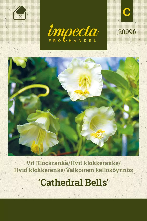 Valkokelloköynnös Cathedral Bells - Kukkien ja koristeheinien siemenet - 7332756200964 - 1