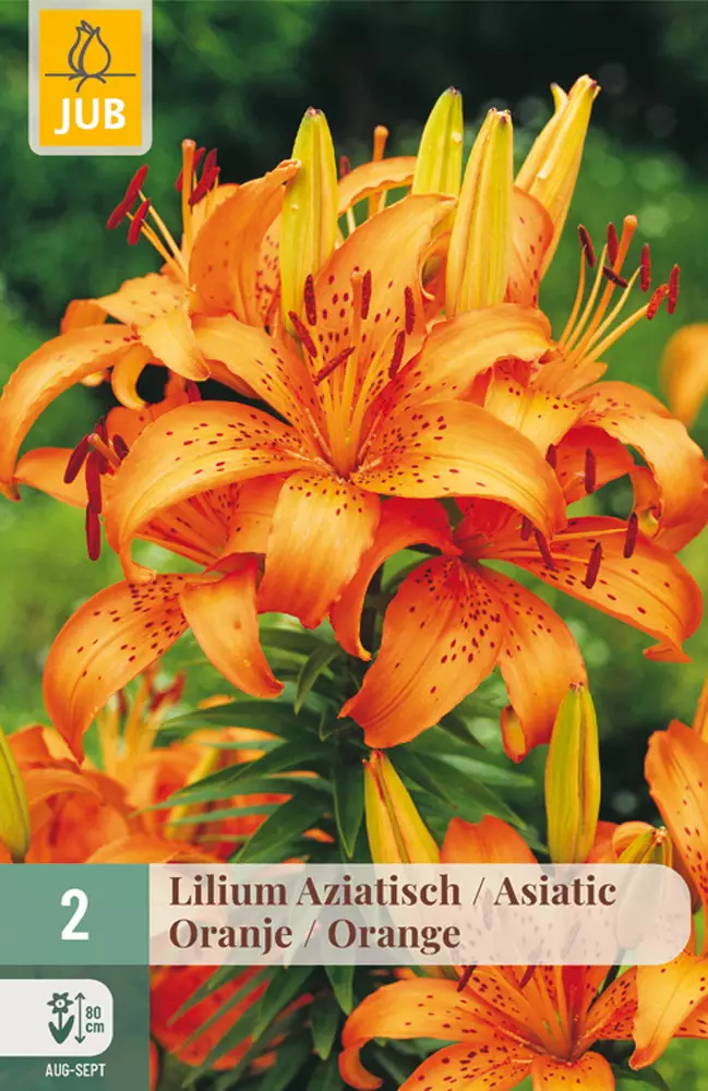 Värililja Asiatic Orange 2 kpl/pkt - Liljat - 8712438520884 - 1