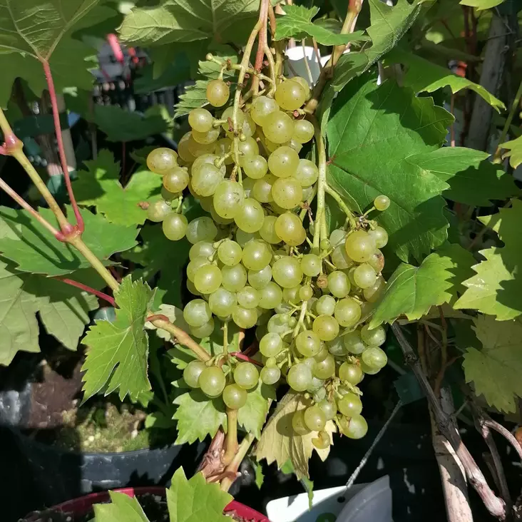 Viiniköynnös Rusbol - Viiniköynnökset - 22744 - 1