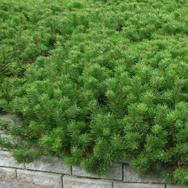 Vuorimänty Mughus 40-50 - Havupuut - 61784 - 1