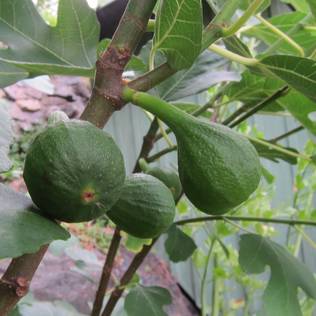 Aitoviikuna Brown Turkey - Hedelmäpuiden erikoislajikkeet - 14085 - 1