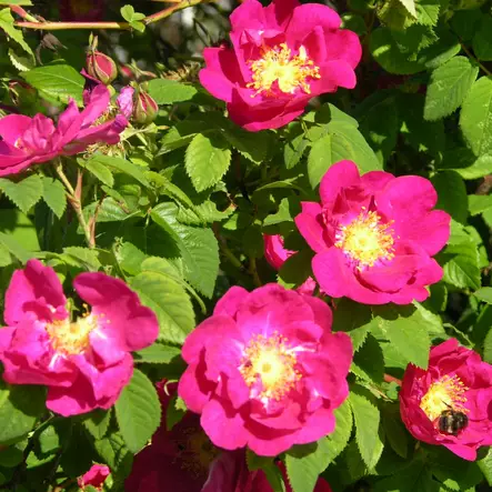 Apteekkarinruusu Officinalis - Puistoruusut - 24875 - 1