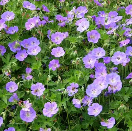 Jalokurjenpolvi Rozanne - Perennat - 72275 - 2