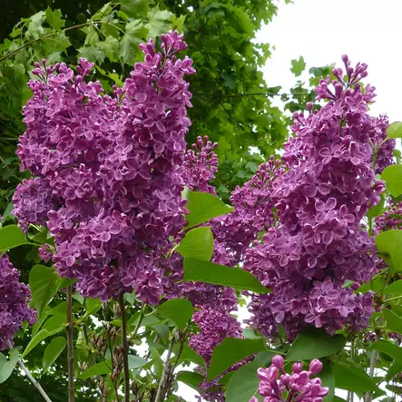 Jalosyreeni Charles Joly - Koristepensaat - 4715 - 1