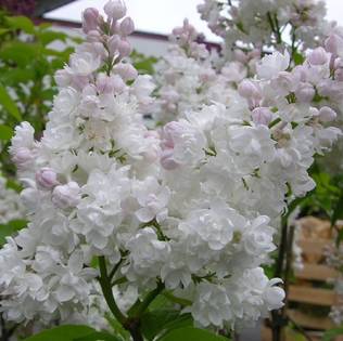 Jalosyreeni Moskovan Kaunotar rungolla - Koristepuut - 47135 - 1