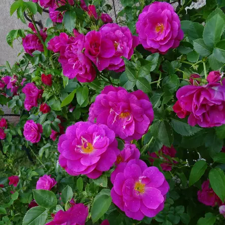 Kanadalainen köynnösruusu John Cabot - Köynnösruusut - 28175 - 2