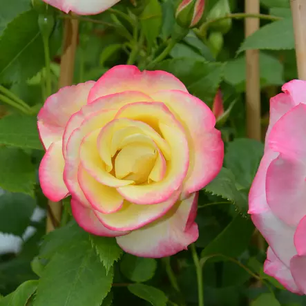 Kanadalainen ruusu Campfire - Ryhmäruusut - 28165 - 1