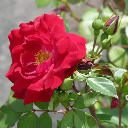 Kanadalainen ruusu Champlain - Ryhmäruusut - 27505 - 1